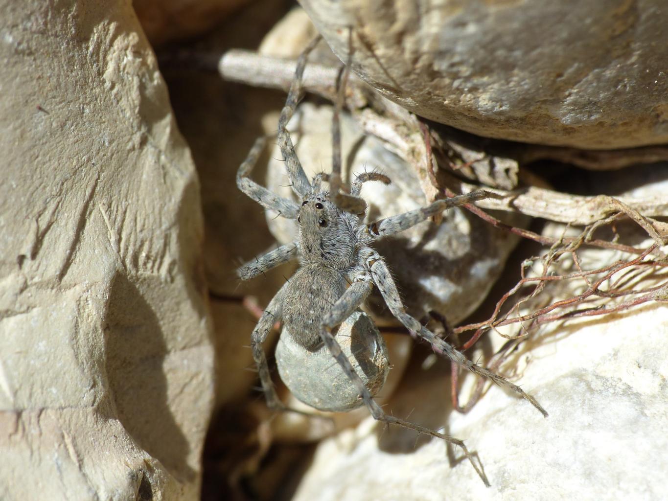 Pardosa wagleri - Tolfa (RM)